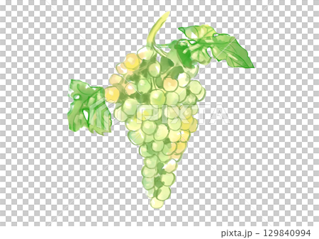 Hand-drawn watercolor illustration of freshly picked and delicious white grapes and leaves 129840994