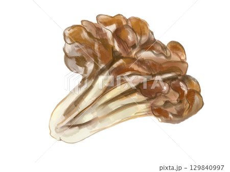 採れたてで美味しそうなきのこ、舞茸の手描き水彩イラスト 129840997