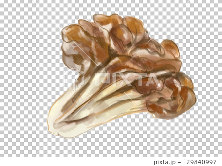 採れたてで美味しそうなきのこ、舞茸の手描き水彩イラスト 129840997