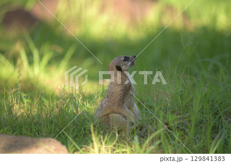 カラスの群れを見つめるミーアキャット 129841383