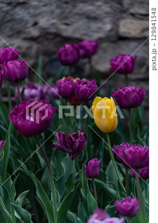 Brightly coloured tulip flowers in the spring garden 129841548