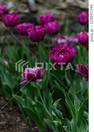 Brightly coloured tulip flowers in the spring garden 129841549