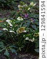 Beautiful winter rose plant flowers in the park 129841594