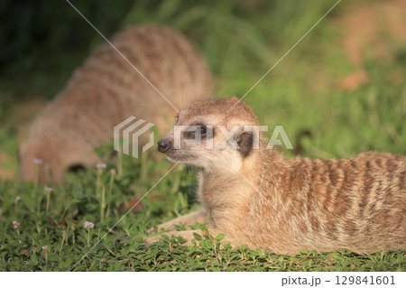太陽の光がまぶしいミーアキャット 太陽の光がまぶしいミーアキャット 129841601