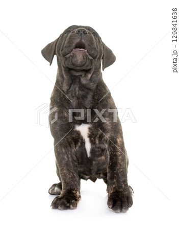 puppy bull mastiff puppy bull mastiff 129841638