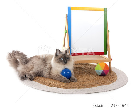 siberian cat and school in studio 129841649