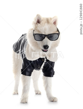 Pomsky in studio 129841660