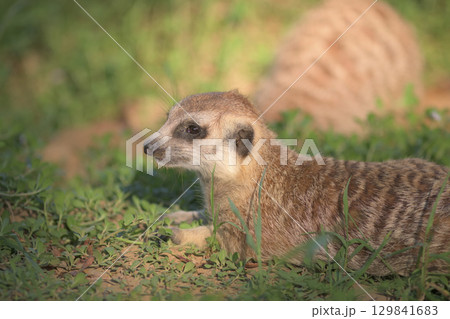腹這いで日光浴をするミーアキャット 129841683