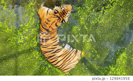 Powerful tiger swimming through green algae filled water, relaxing under summer sunlight in zoological habitat Powerful tiger swimming through green algae filled water, relaxing under summer sunlight in zoological habitat 129841958