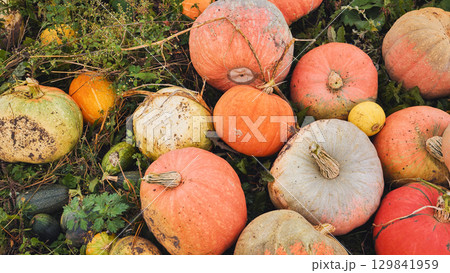 Pumpkins and other gourds forming a colorful autumn still life 129841959