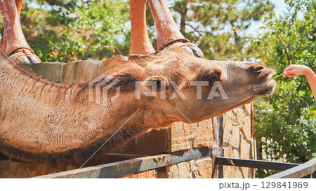 Camel eating grass from hand in zoo Camel eating grass from hand in zoo 129841969