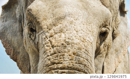 Weathered elephant portrait highlighting textured skin, soulful gaze reflecting profound intelligence and ancient wisdom of pachyderm species 129841975
