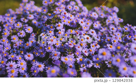 Beautiful purple aster flowers blooming in a vibrant garden, adding a touch of color to the autumn landscape 129842038