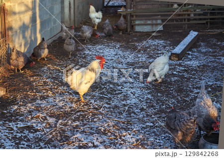 Group of chickens and roosters on a sunlit farmyard with frosty ground Group of chickens and roosters on a sunlit farmyard with frosty ground 129842268