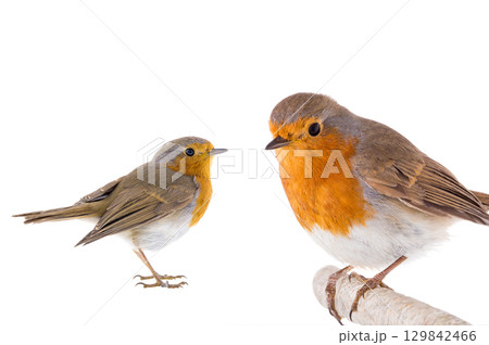 European robin (Erithacus rubecula) on a branch 129842466