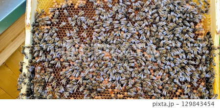 A CloseUp View of Busy Bees Operating on Honeycomb Inside their Beehive Environment 129843454