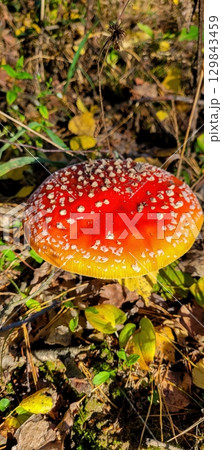 A beautiful and vibrant red and orange mushroom prominently displayed in a lush forest setting A beautiful and vibrant red and orange mushroom prominently displayed in a lush forest setting 129843459