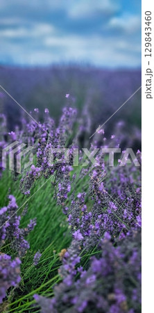Vibrant Lavender Field Under a Vast Blue Sky Spreading Out for All to See and Appreciate 129843460