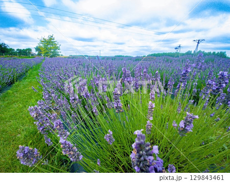 Vibrant and Colorful Lavender Fields Beneath a Clear and Sunny Blue Sky for All to Enjoy 129843461