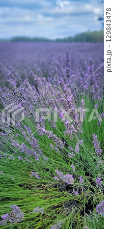 A Breathtaking Lavender Field Under A Stunningly Cloudy Sky That Invites Peaceful Reflection A Breathtaking Lavender Field Under A Stunningly Cloudy Sky That Invites Peaceful Reflection 129843478