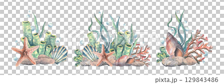 Nautical clip art set with starfishes, shells, corals and marine plants in pastel colors, hand-painted watercolor illustration for cards, invitations, scrapbooking and coastal decorations. 129843486