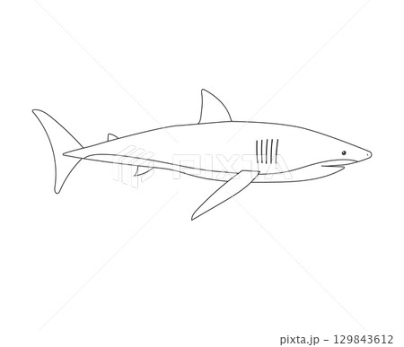 Vector flat hand drawn outline shark Vector flat hand drawn outline shark 129843612