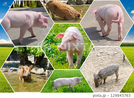 A collection of Pig and Boar Photos on a Farm and in the Wild. 129843763