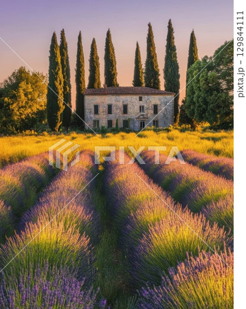 Tuscan Farmhouse Lavender Field Sunrise Summer Landscape Photography calm home italy rural trees Tuscan Farmhouse Lavender Field Sunrise Summer Landscape Photography calm home italy rural trees 129844111