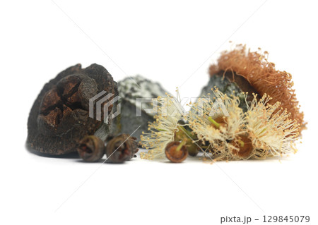 Fluffy eucalyptus flowers and ripe fruits gumnuts on white background 129845079