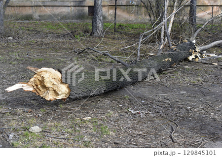 The trunk of a fallen tree in the courtyard of the house. A fallen tree after the wind. A communal accident caused by a fallen tree. The trunk of a fallen tree in the courtyard of the house. A fallen tree after the wind. A communal accident caused by a fallen tree. 129845101