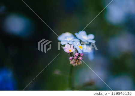 Forget-me-nots flowers close-up 129845136