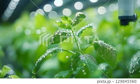 Hydroponic greenery, Lush leaves glistening under controlled growth lights 129845560