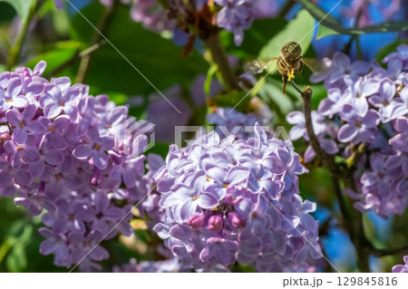 A bee in flight pollinating lilac flowers 129845816