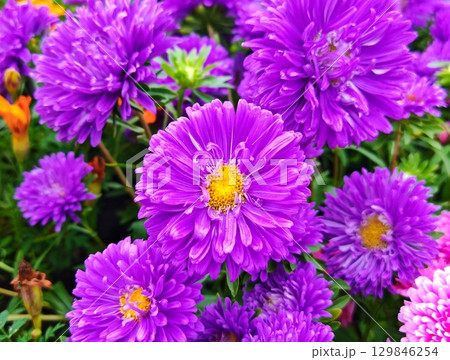 Big purple Aster Flower Garden. Flowers - Purple Aster. Asteraceae family. 129846254