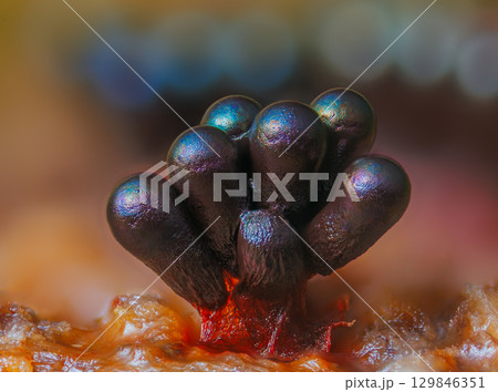 Wasp's Nest Slime Mold - Metatrichia vesparia 129846351