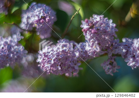 A blooming branch of a delicate purple lilac with a bokeh effect 129846402