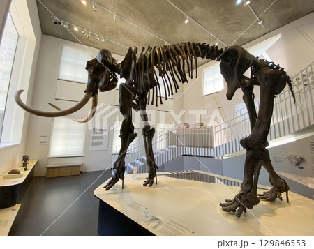 Mammoth skeleton in the University Museum of Münster, Germany 129846553