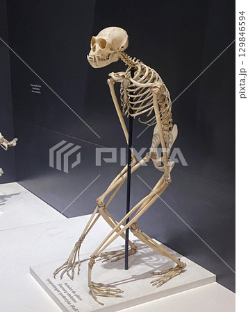 Monkey skeleton in the Bucharest City Museum, Romania 129846594