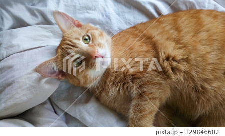 A cat is laying on a bed with its head tilted to the side. 129846602