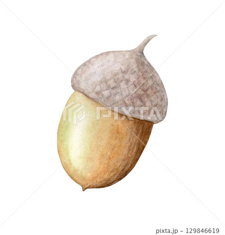 Watercolor illustration of an acorn hand drawn isolated on a white background.Suitable for design, print. 129846619