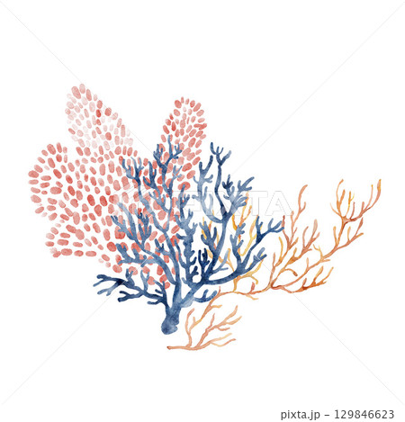 Watercolor ocean coral composition of red and blue branches. Underwater plant illustration isolated on white background. For design, prints, fabric or background. 129846623