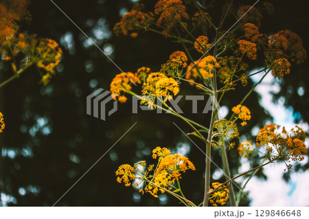 Ferula stinking or Kavrak - Ferula assa-foetida - perennial plant, genus Ferula of the family Apiaceae. Bright yellow flowers in bloom. Summer garden. 129846648