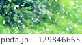 Snow Falling on Pine Tree in Winter 129846665