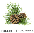 A detailed festive arrangement of fir branches and pine cones, placed on a white background with shadow for holiday projects. 129846667