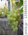 Vineyard with green grapes on vines, used for fruit farming, grape supply, and fresh produce business promotion 129846670