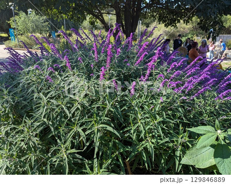 Cordoba, Argentina - April 13, 2025: Salvia leucantha bush in the botanical garden in Cordoba. 129846889