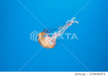 underwater photography jellyfish Chrysaora fuscescens, Pacific sea nettle, West Coast sea nettle 129846974