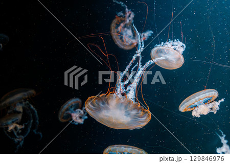underwater photography jellyfish Chrysaora fuscescens, Pacific sea nettle, West Coast sea nettle underwater photography jellyfish Chrysaora fuscescens, Pacific sea nettle, West Coast sea nettle 129846976
