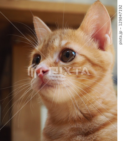 見つめる猫 129847192
