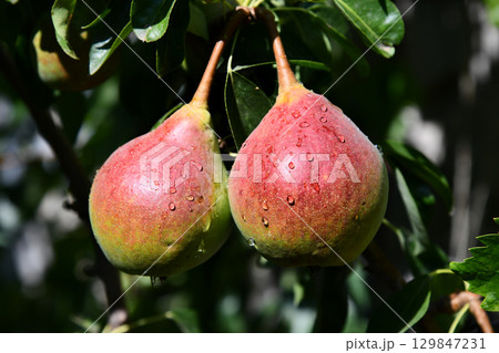 Two pears on a branch, wet with rain. Fresh, juicy glistening Two pears on a branch, wet with rain. Fresh, juicy glistening 129847231